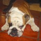 Mi gorda bella descansando comodamente.